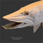 魚彫刻：　マスキー