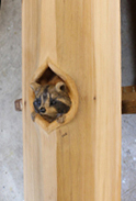 Raccoon carving post