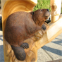 Beaver woodcarving